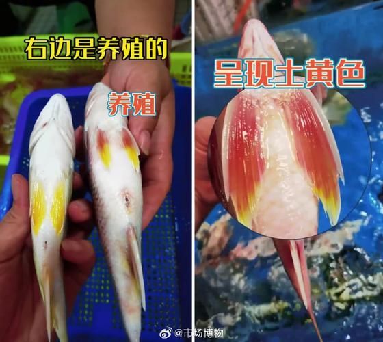 如何預防魚身上滲血，如何預防魚身上滲血思考完成arxiv論文助手（arxiv論文助手）
