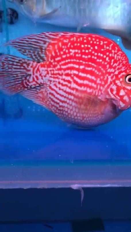 如何獲取龍魚cc祥龍魚場的更新推送？，如何獲取“祥龍魚場”官方信息？