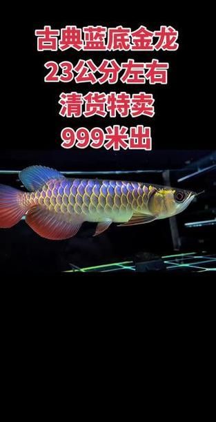 給我一些金頭過背的圖片示例，金頭過背圖片示例