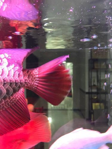 龍魚燒尾癥狀圖，如何判斷龍魚是否燒尾？