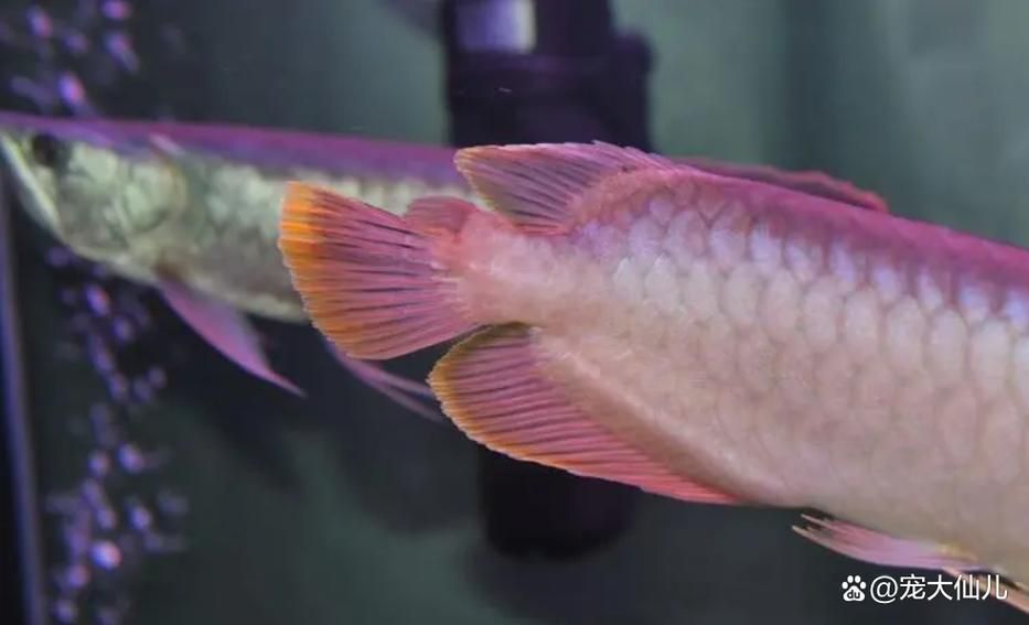 龍魚燒尾癥狀圖，如何判斷龍魚是否燒尾？