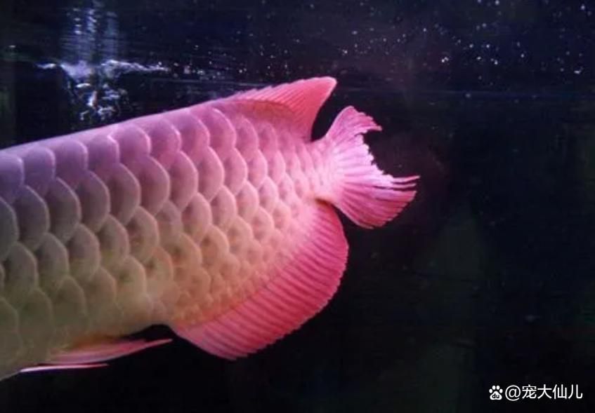龍魚燒尾癥狀圖，如何判斷龍魚是否燒尾？