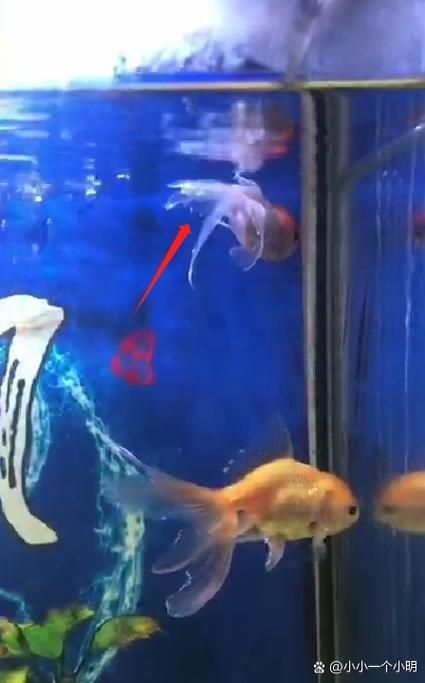 龍魚燒尾癥狀圖，如何判斷龍魚是否燒尾？