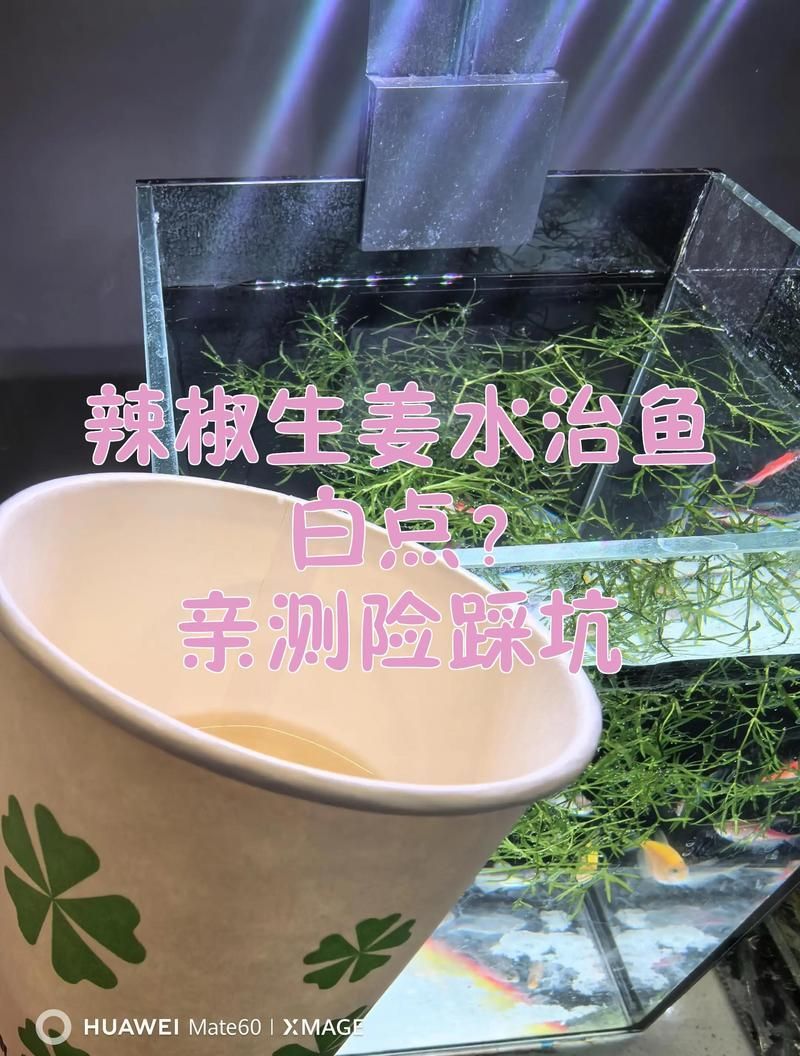 能推薦一些治療戰車紅龍魚病的中成藥嗎？，治療戰車紅龍魚病的中成藥