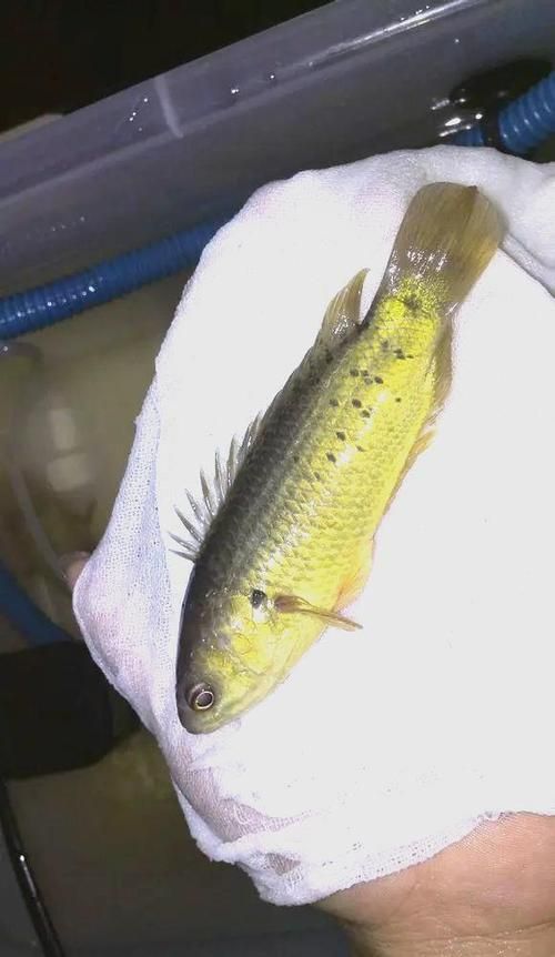 過山龍魚的產地在哪里？，過山龍魚的產地在哪里花鰻鱺與過山鯽的對比表格