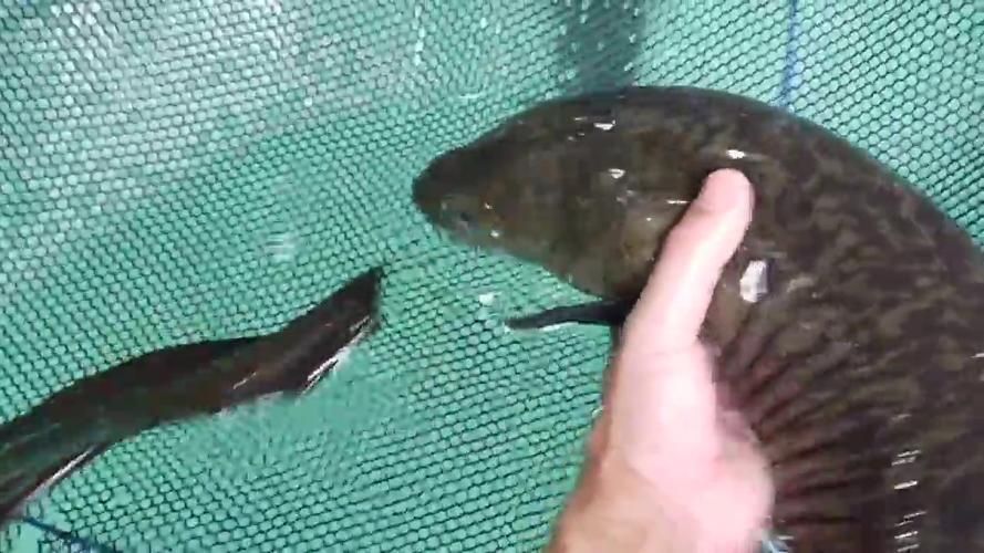 過山龍魚的產地在哪里？，過山龍魚的產地在哪里花鰻鱺與過山鯽的對比表格
