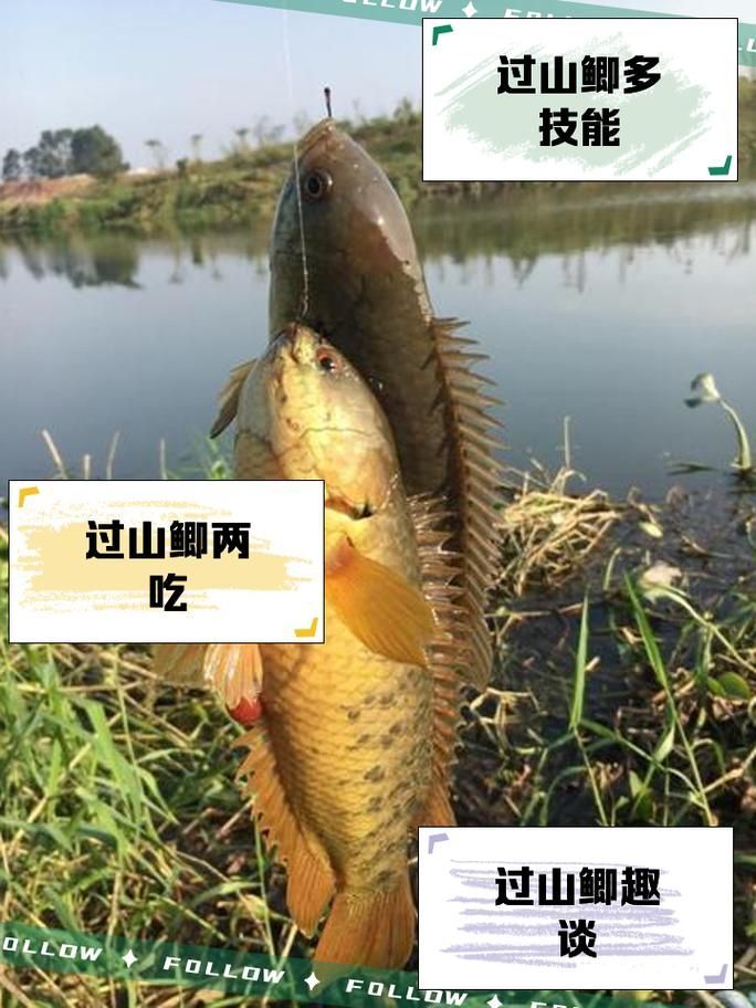過山龍魚的產地在哪里？，過山龍魚的產地在哪里花鰻鱺與過山鯽的對比表格