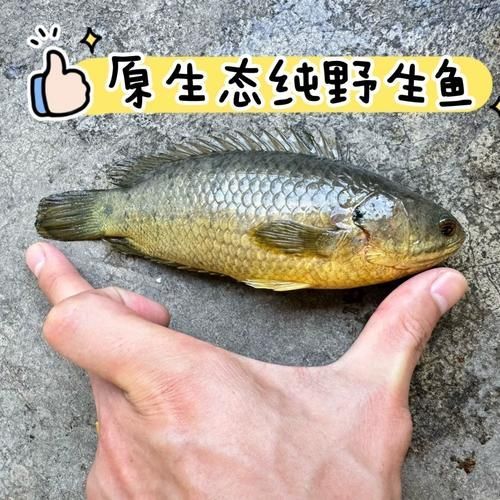 過山龍魚的產地在哪里？，過山龍魚的產地在哪里花鰻鱺與過山鯽的對比表格