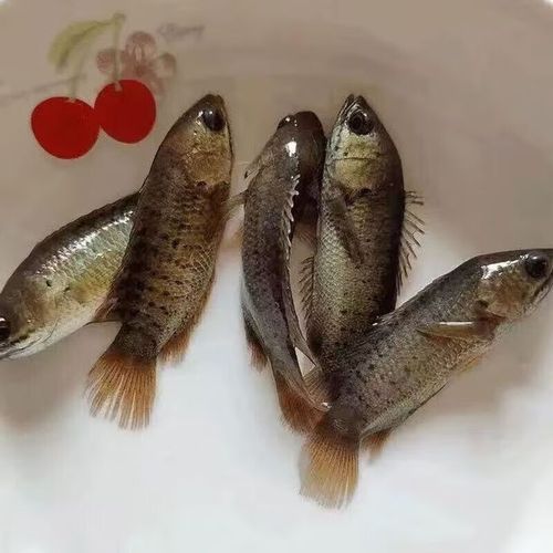過山龍魚的產地在哪里？，過山龍魚的產地在哪里花鰻鱺與過山鯽的對比表格