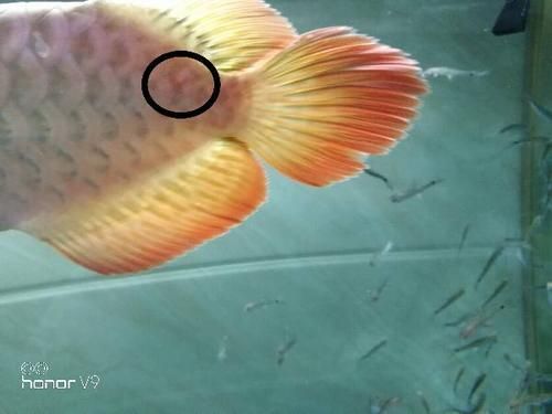 如何判斷紅龍魚是否感染內寄生蟲，如何判斷紅龍魚感染內寄生蟲