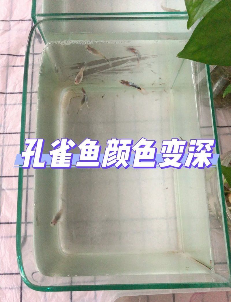 如何判斷孔雀魚的光照強度是否適宜，如何判斷孔雀魚的光照強度