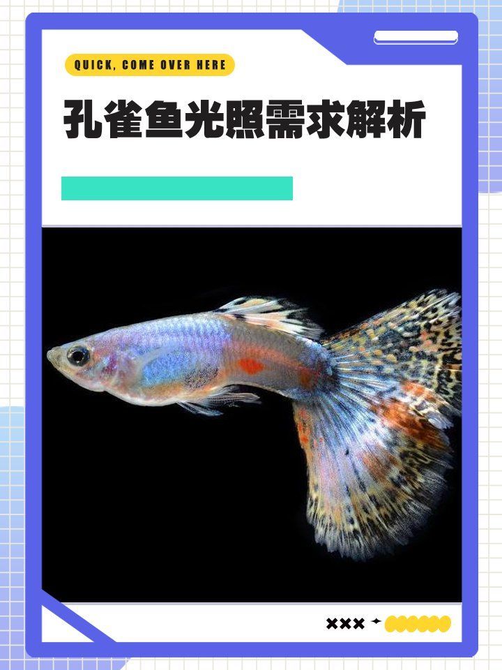 如何判斷孔雀魚的光照強度是否適宜，如何判斷孔雀魚的光照強度