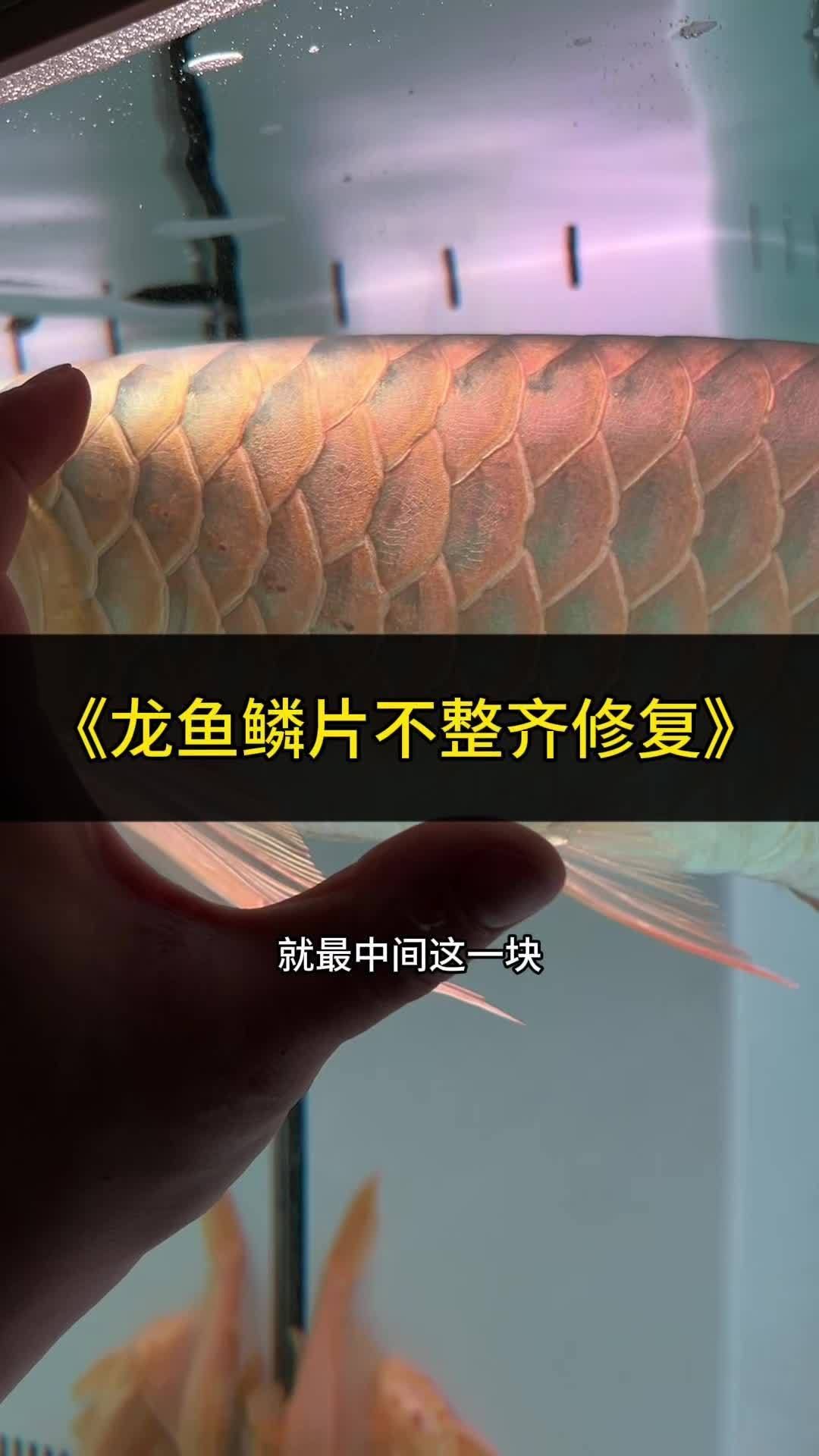 龍魚鱗片邊緣缺口會自行恢復嗎？，龍魚鱗片缺口會自行恢復嗎？