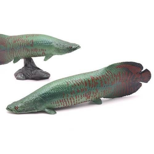 能否提供巨骨舌魚的圖片或視頻，如何飼養巨骨舌魚