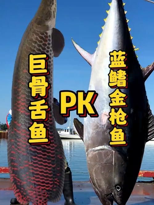 能否提供巨骨舌魚的圖片或視頻，如何飼養巨骨舌魚