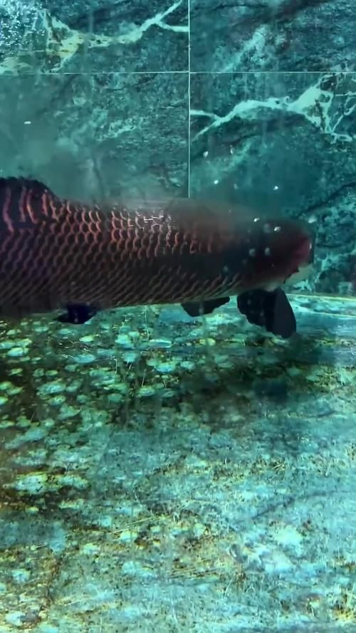 能否提供巨骨舌魚的圖片或視頻，如何飼養巨骨舌魚