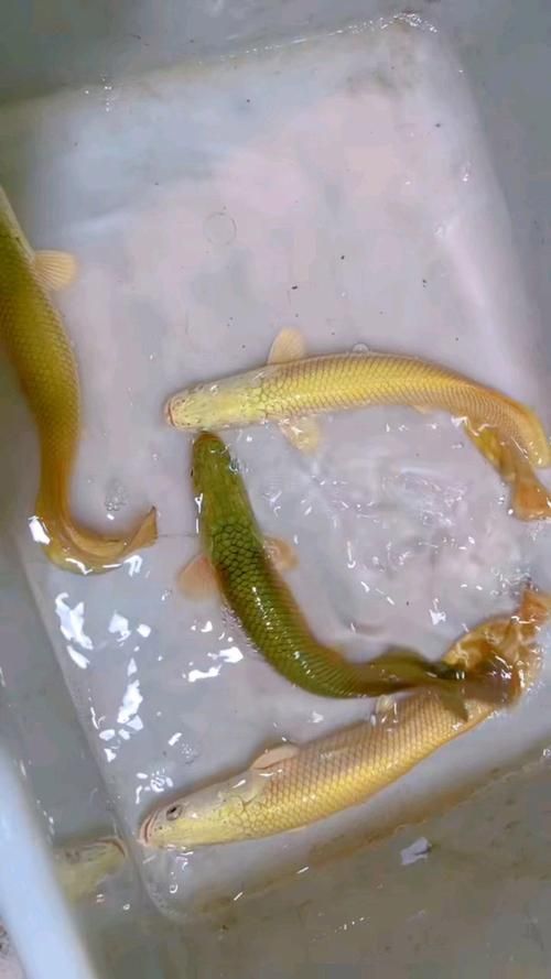 能否提供巨骨舌魚的圖片或視頻，如何飼養巨骨舌魚