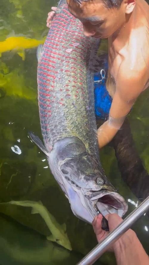 能否提供巨骨舌魚的圖片或視頻，如何飼養巨骨舌魚