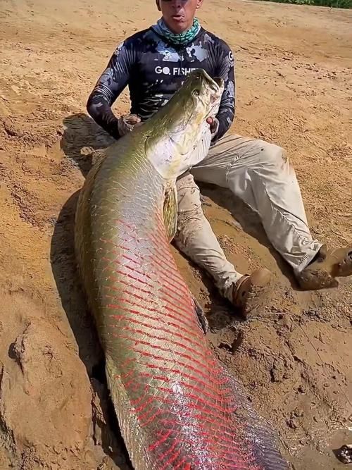 能否提供巨骨舌魚的圖片或視頻，如何飼養巨骨舌魚