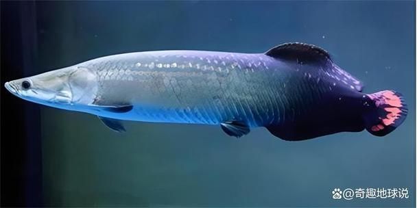 能否提供巨骨舌魚的圖片或視頻，如何飼養巨骨舌魚