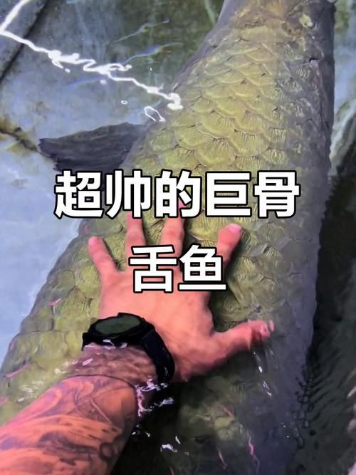 能否提供巨骨舌魚的圖片或視頻，如何飼養巨骨舌魚