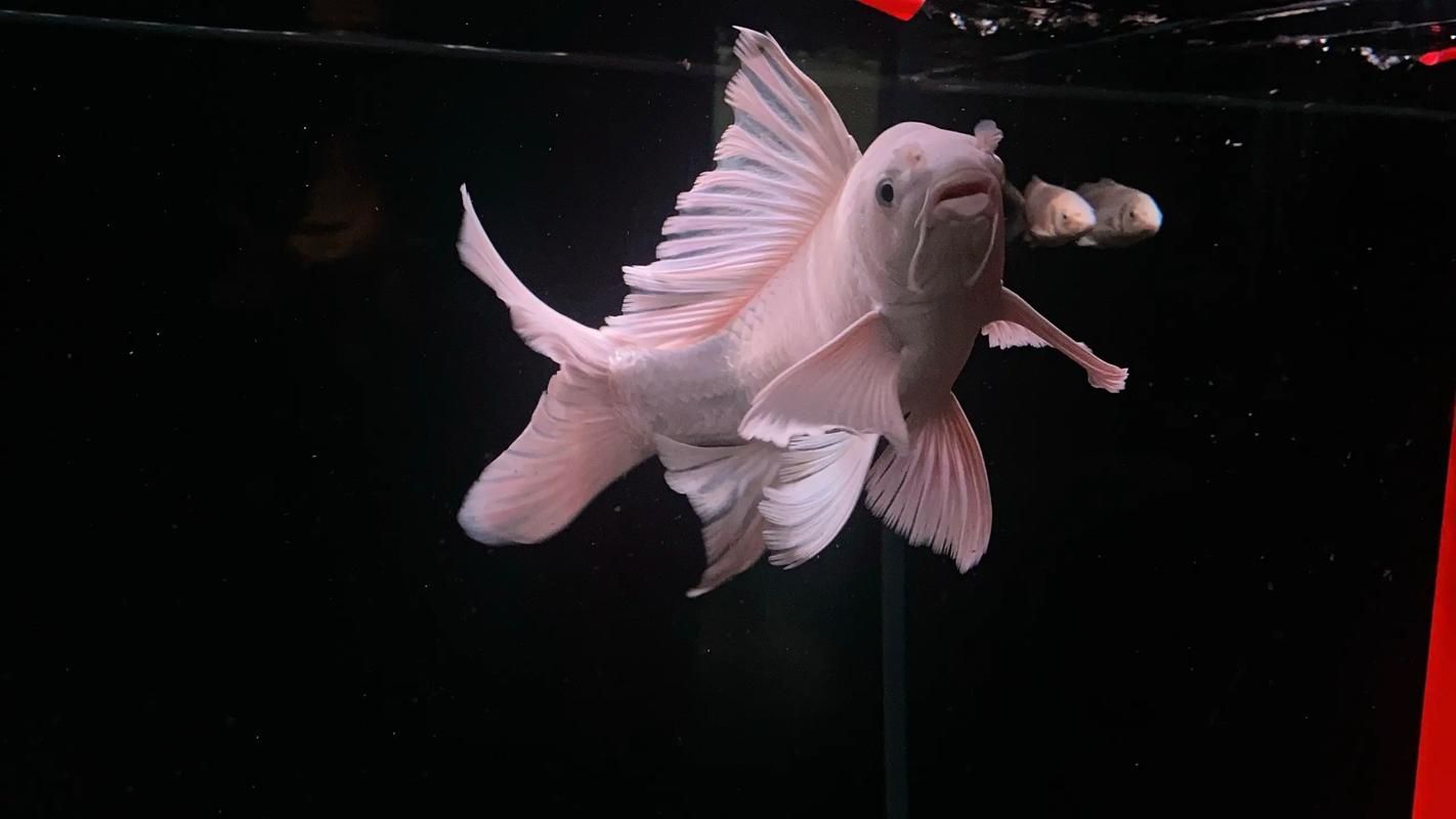 蝴蝶鯉的價格是多少？，蝴蝶鯉和錦鯉哪個貴養魚愛好者們蝴蝶鯉價格全解析