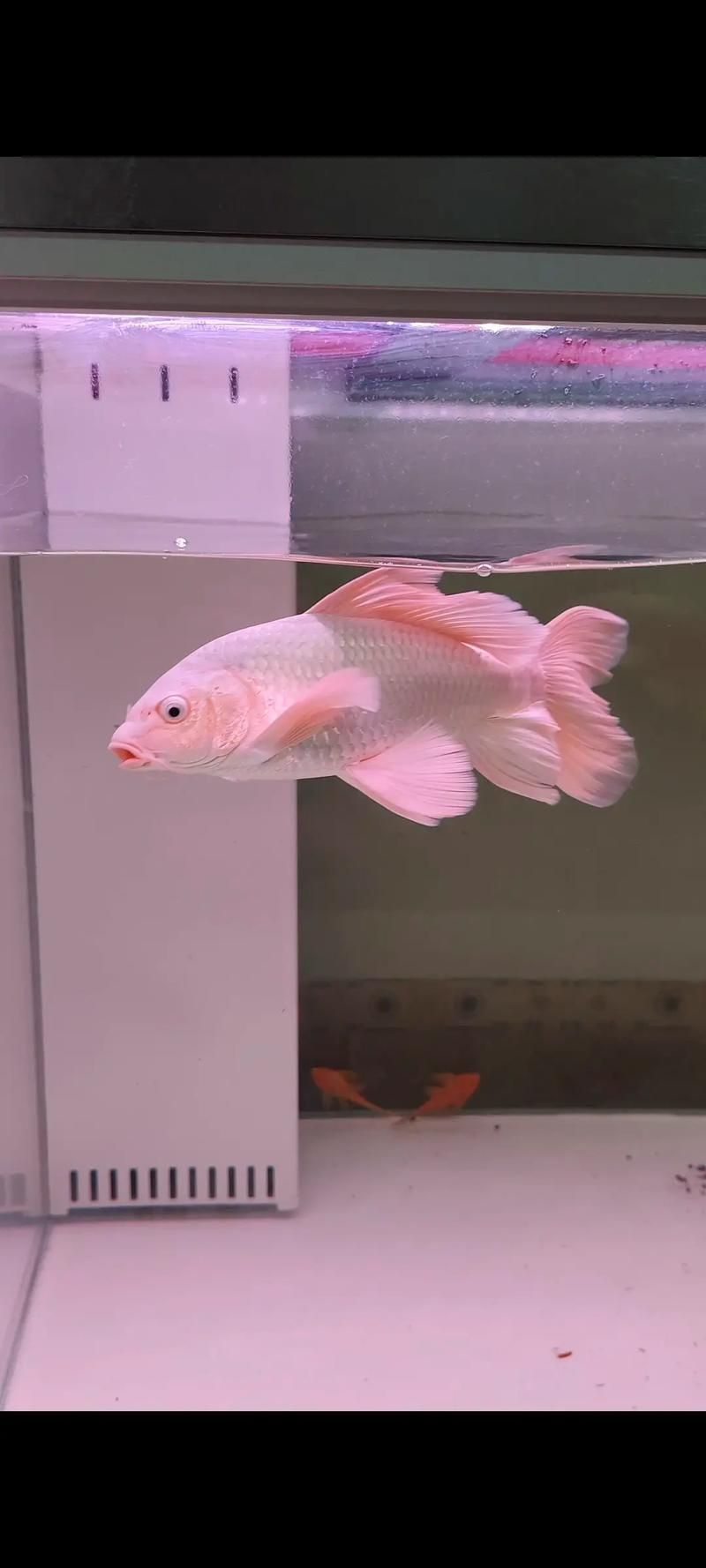 蝴蝶鯉的價格是多少？，蝴蝶鯉和錦鯉哪個貴養魚愛好者們蝴蝶鯉價格全解析