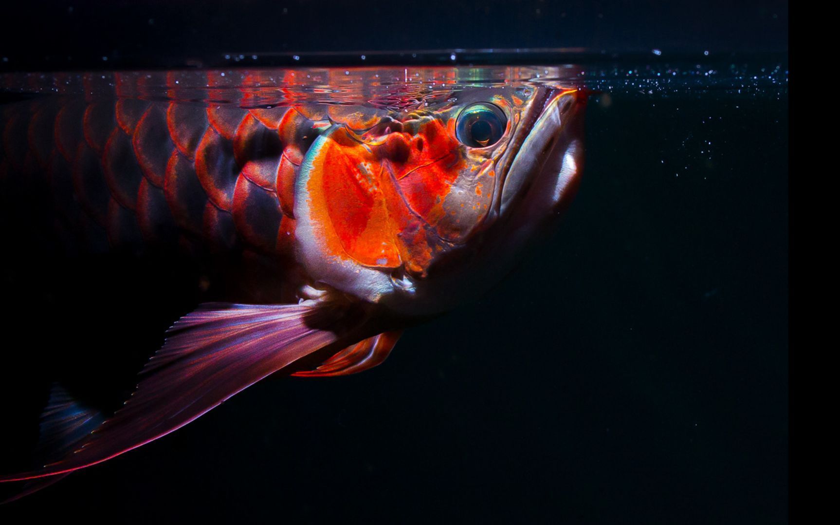 龍魚病有哪些治療方法？，權(quán)威飼養(yǎng)經(jīng)驗整理：龍魚病的治療方法包括以下幾種