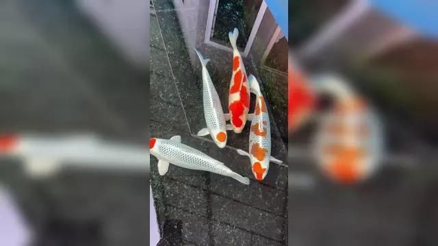 錦鯉魚有哪些品種，觀賞魚中最受歡迎的品種之一錦鯉魚有哪些品種