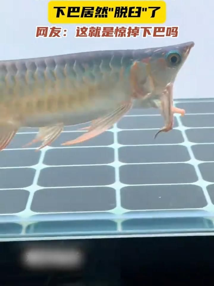 如何判斷龍魚是否下巴脫臼，龍魚下巴脫臼怎么辦？