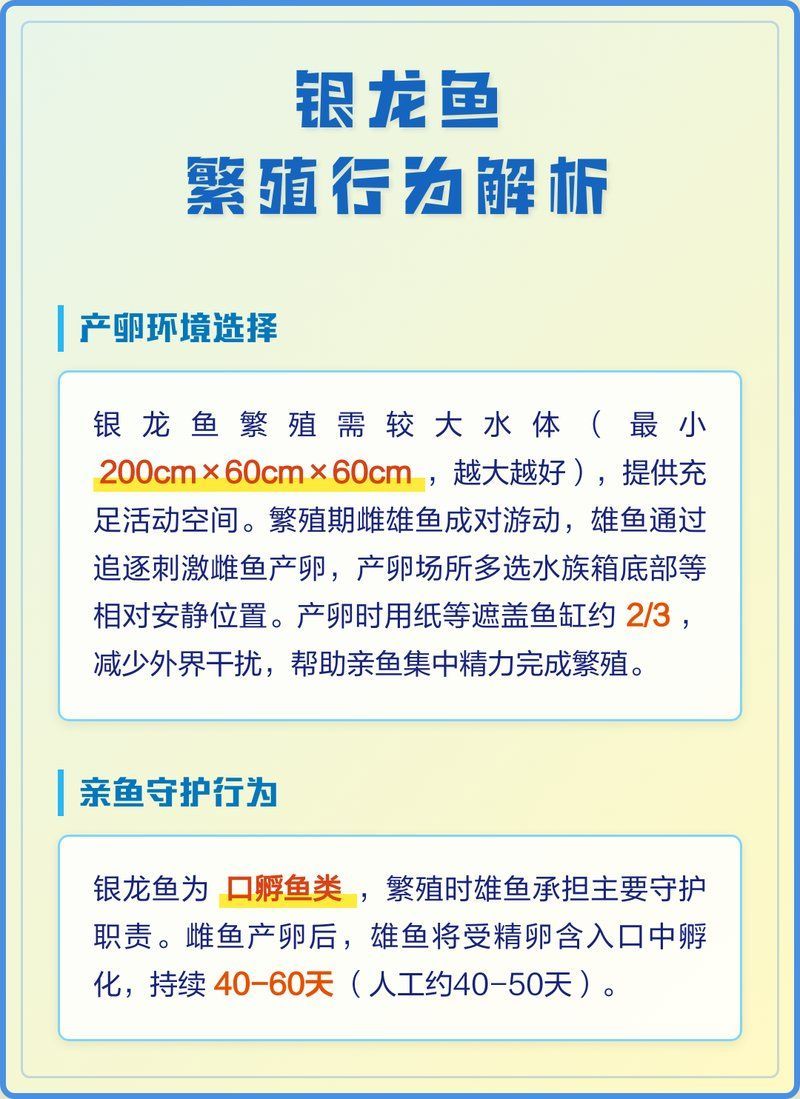 銀龍魚繁殖技術如何，銀龍魚的繁殖技術如何
