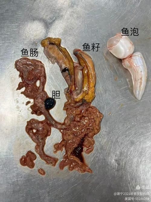 如何判斷魚是否有內(nèi)臟寄生蟲，如何判斷魚是否有內(nèi)臟寄生蟲調(diào)用工具arxiv論文助手