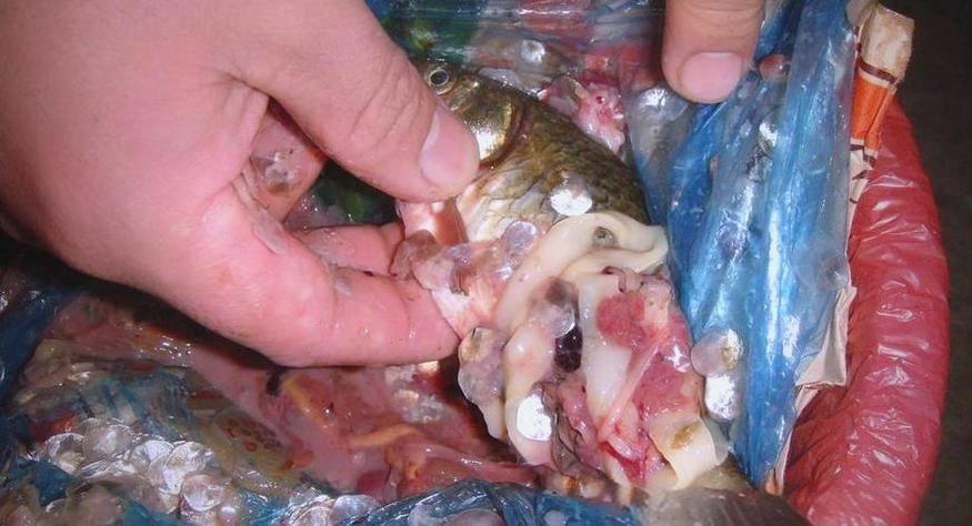 如何判斷魚是否有內(nèi)臟寄生蟲，如何判斷魚是否有內(nèi)臟寄生蟲調(diào)用工具arxiv論文助手