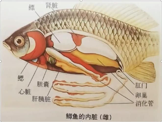 如何判斷魚是否有內(nèi)臟寄生蟲，如何判斷魚是否有內(nèi)臟寄生蟲調(diào)用工具arxiv論文助手