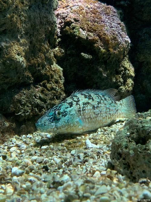 給我一張石龍魚的圖片，“石龍魚”并非標準生物學名稱