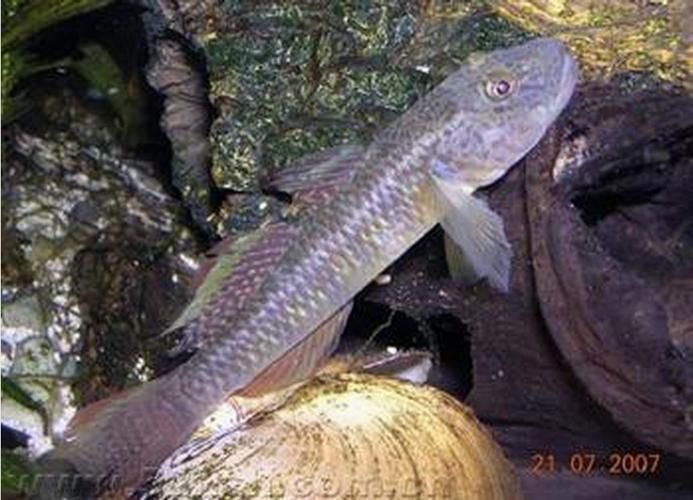 給我一張石龍魚的圖片，“石龍魚”并非標準生物學名稱