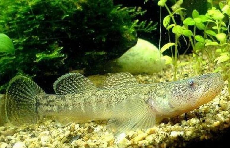 給我一張石龍魚的圖片，“石龍魚”并非標準生物學名稱