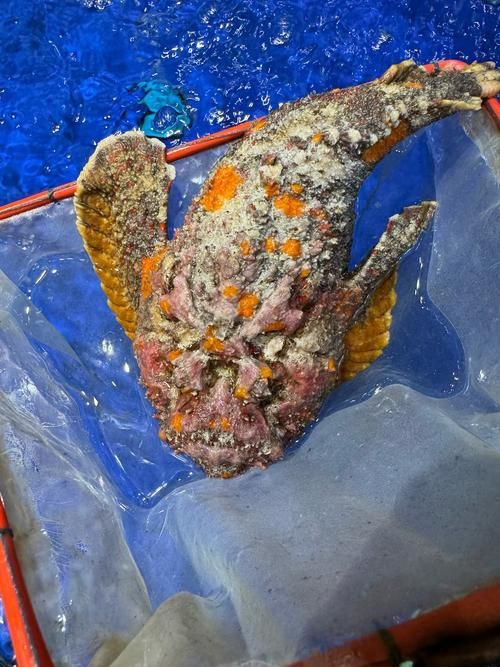 給我一張石龍魚的圖片，“石龍魚”并非標準生物學名稱