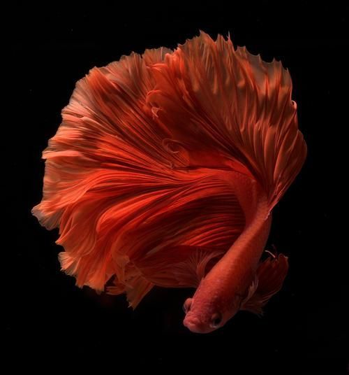 如何區分真假沙龍魚？，如何區分真假暹羅斗魚