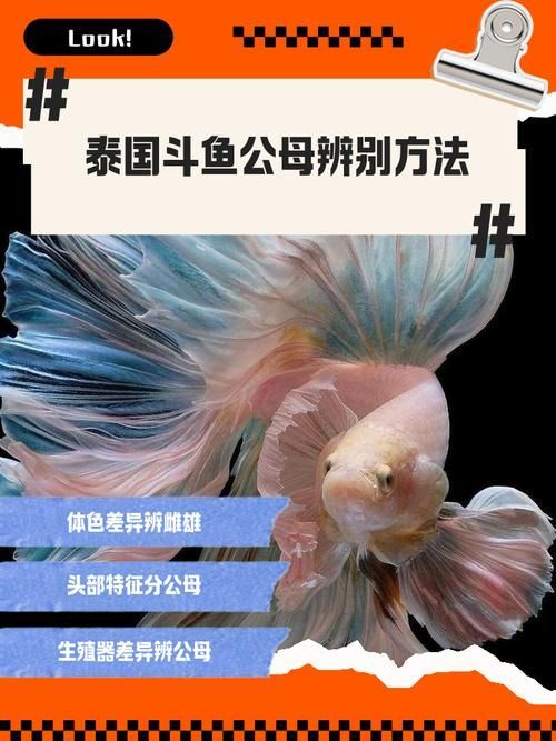 如何區分真假沙龍魚？，如何區分真假暹羅斗魚