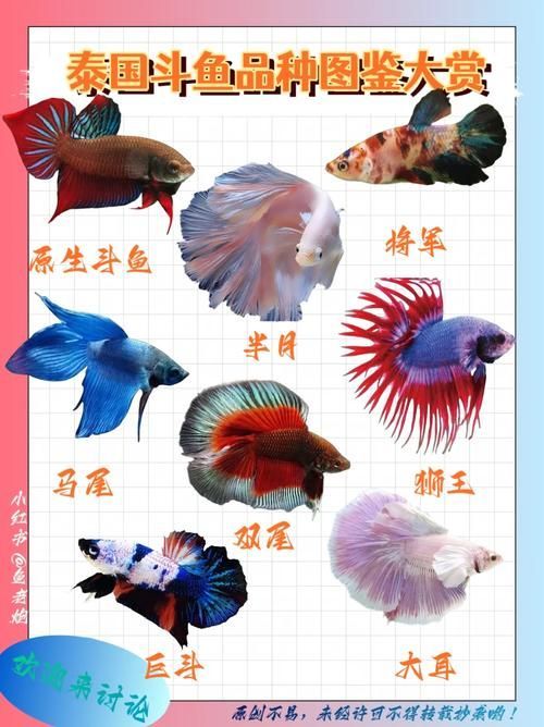 如何區分真假沙龍魚？，如何區分真假暹羅斗魚
