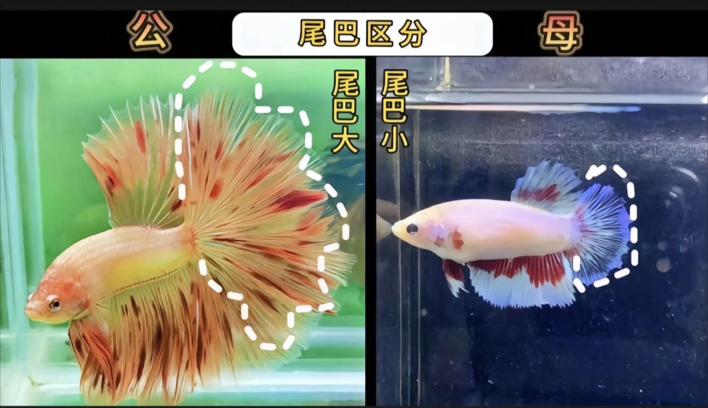 如何區分真假沙龍魚？，如何區分真假暹羅斗魚