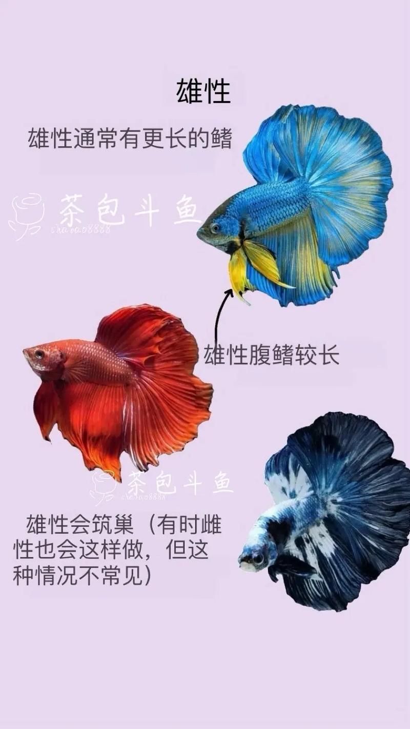 如何區分真假沙龍魚？，如何區分真假暹羅斗魚
