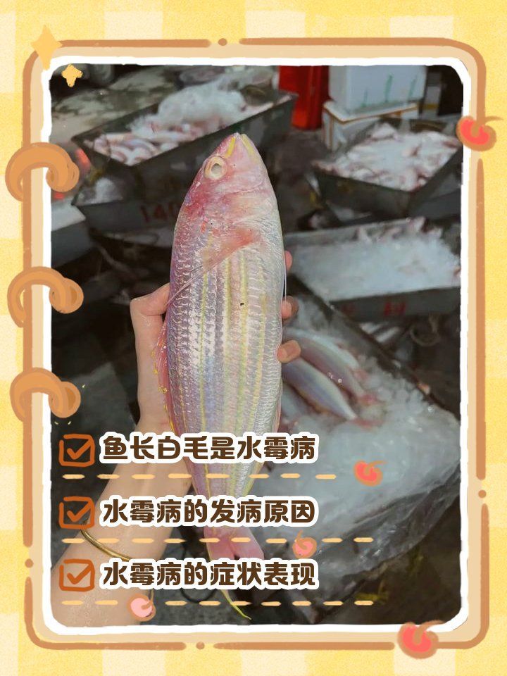 如何預防魚身上長白毛，如何有效預防魚身上長白毛