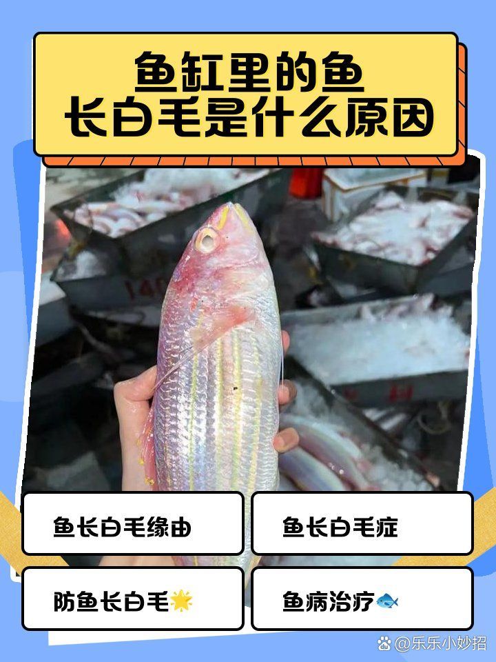 如何預防魚身上長白毛，如何有效預防魚身上長白毛