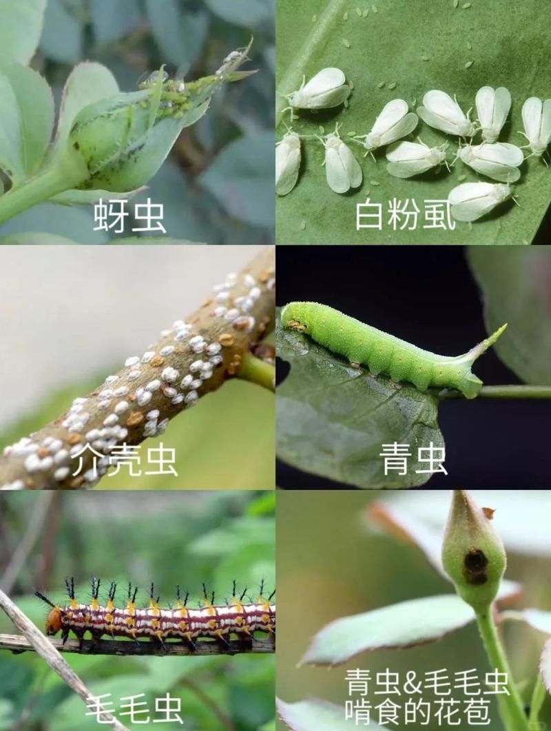 如何防治紅龍月季的病蟲害，紅龍月季病蟲害如何防治