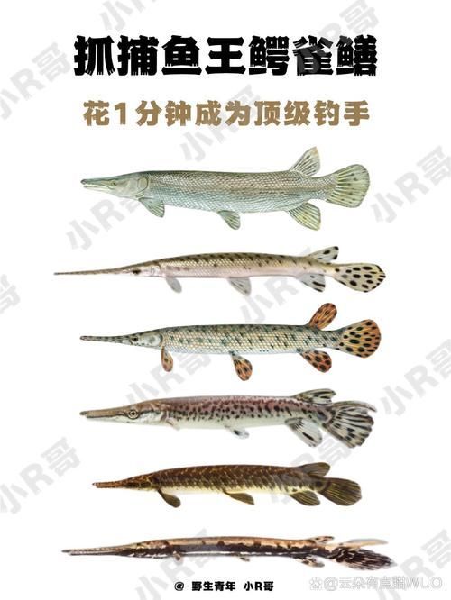 如何區分鱷雀鱔和龍魚，如何區分鱷雀鱔與龍魚