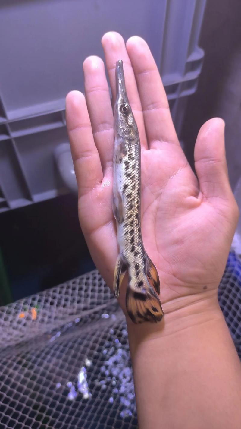 如何區分鱷雀鱔和龍魚，如何區分鱷雀鱔與龍魚