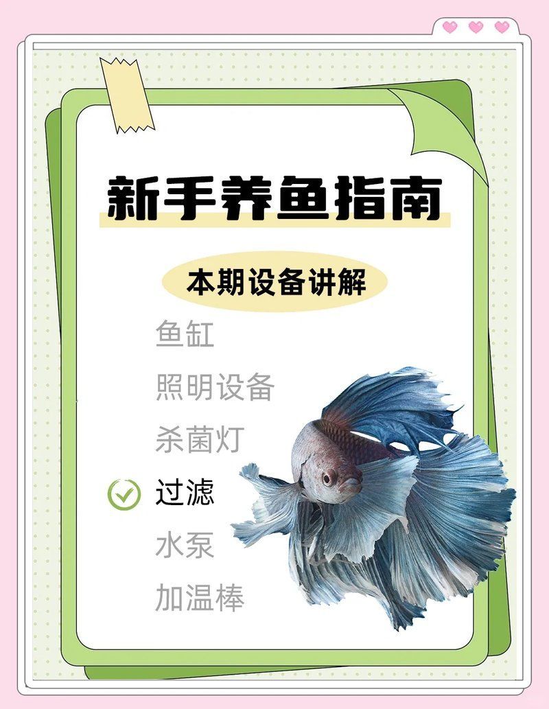 如何選擇適合的水族箱過濾系統