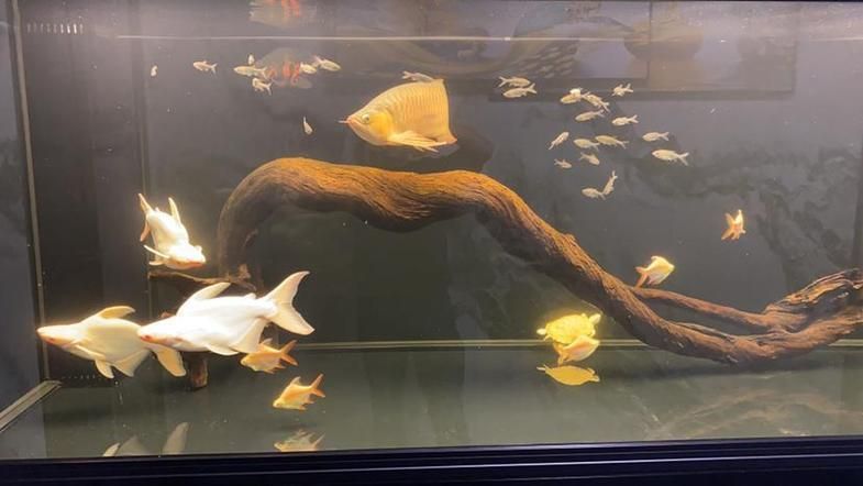 龍魚燈使用多久合適？